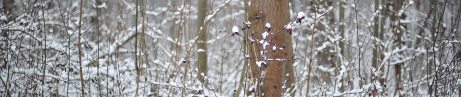 규링의 다이어리