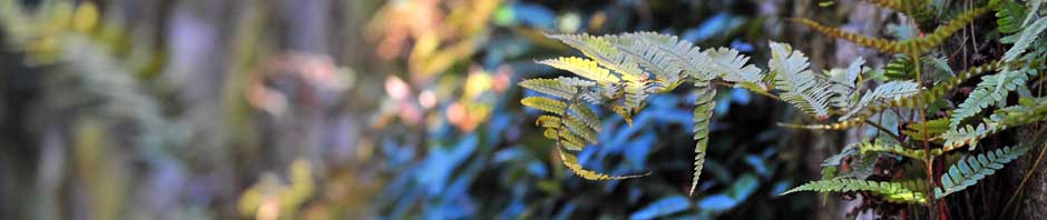 규링의 다이어리